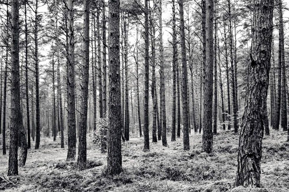 Anne Heinlein - Geheimes Land - Foto Wald Krienke.jpg